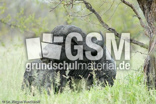 Afrikanischer Büffel (83 von 102).jpg